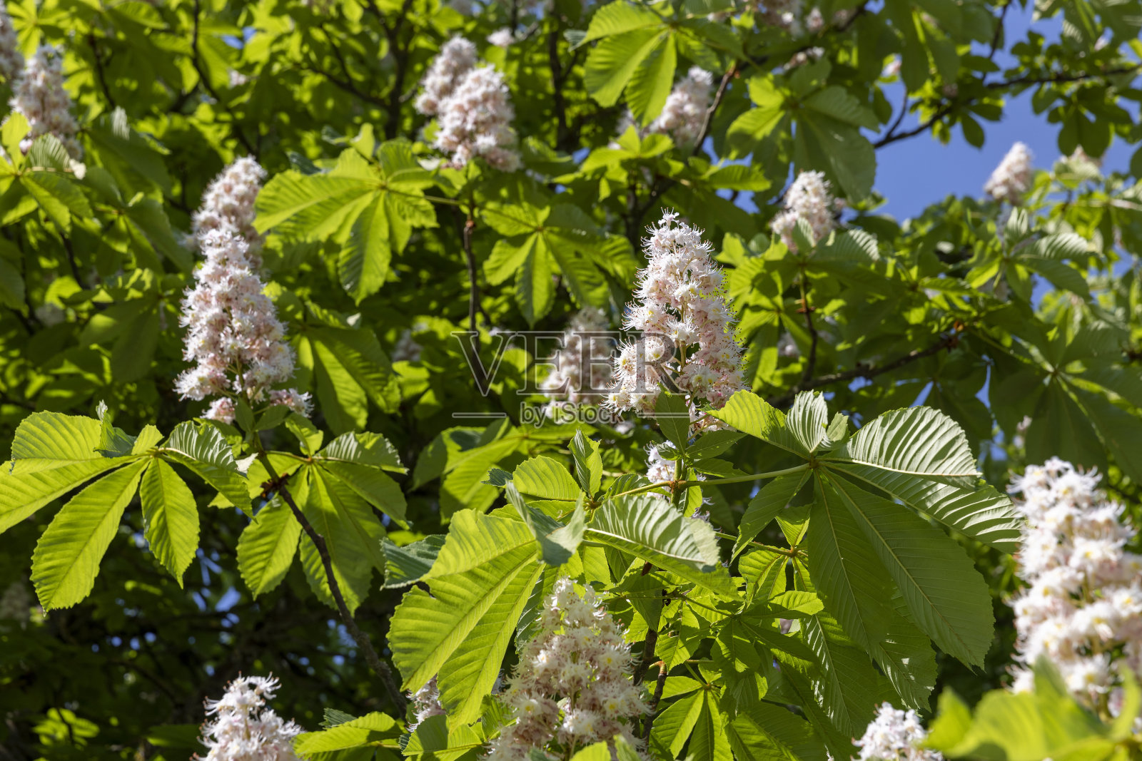 春天开花的栗树照片摄影图片