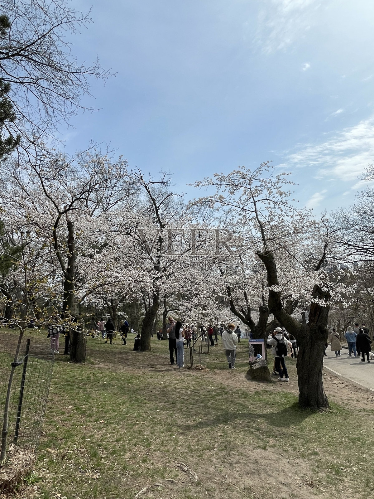 高公园里的樱花照片摄影图片