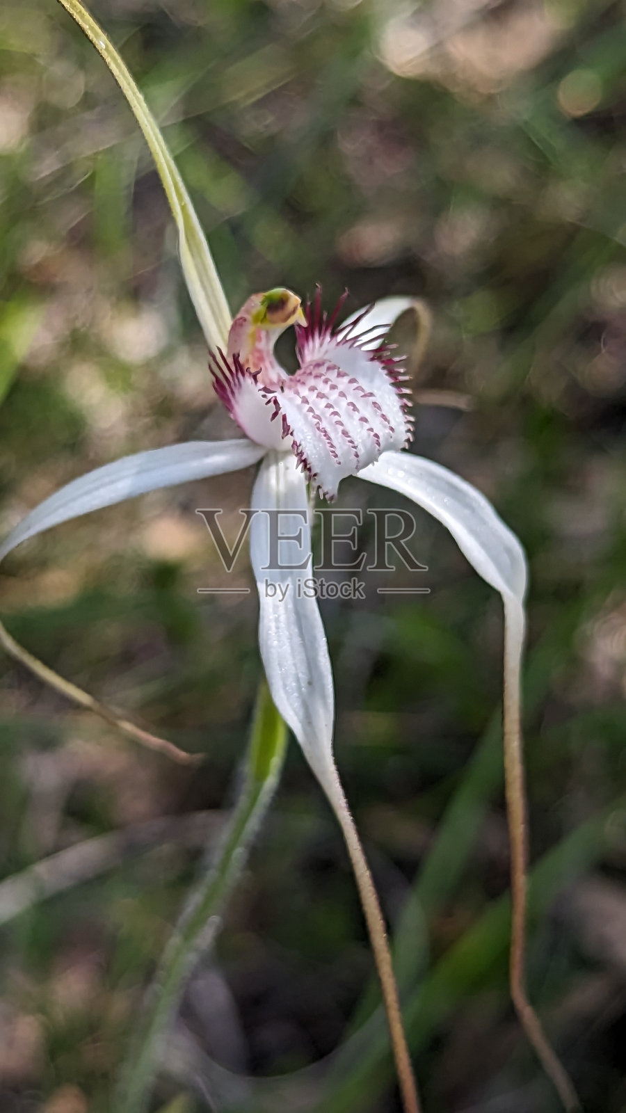 一朵盛开的白蜘蛛兰照片摄影图片