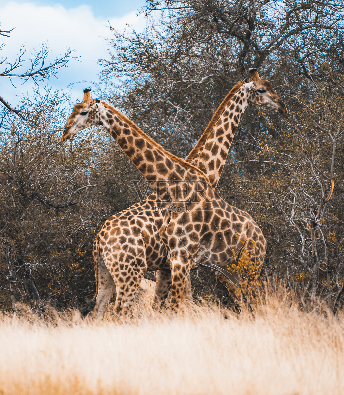 南非克鲁格国家公园的野生长颈鹿特写照片摄影图片