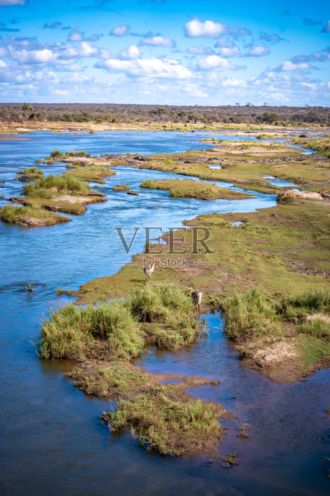 南非克鲁格国家公园的萨凡纳河照片摄影图片