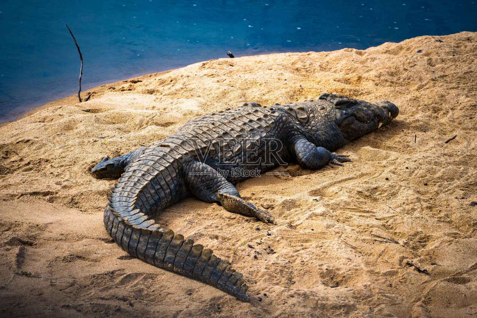 南非克鲁格国家公园的野生鳄鱼特写照片摄影图片