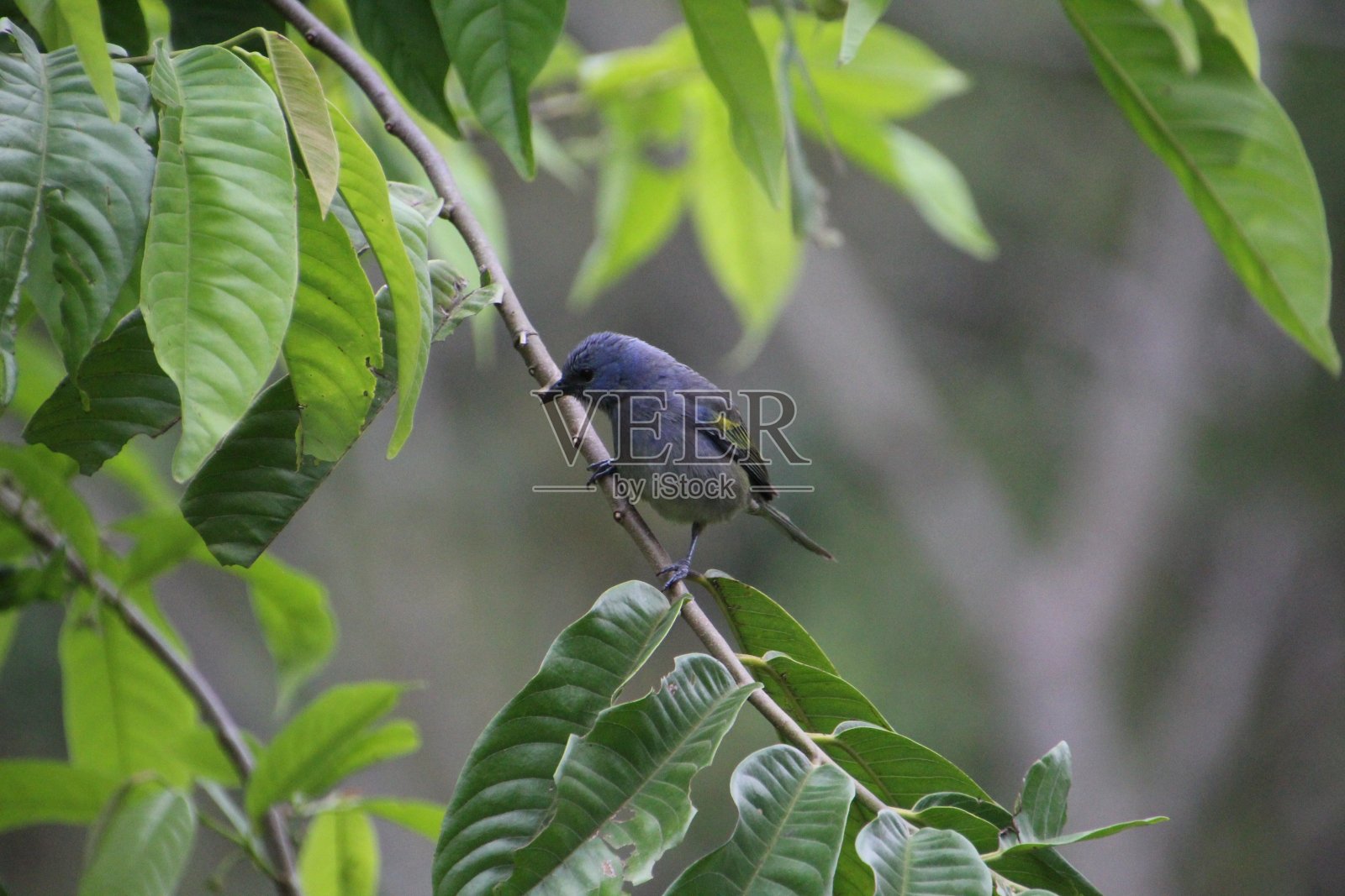 鸟-黄脸Tanager - Thraupis ornata照片摄影图片