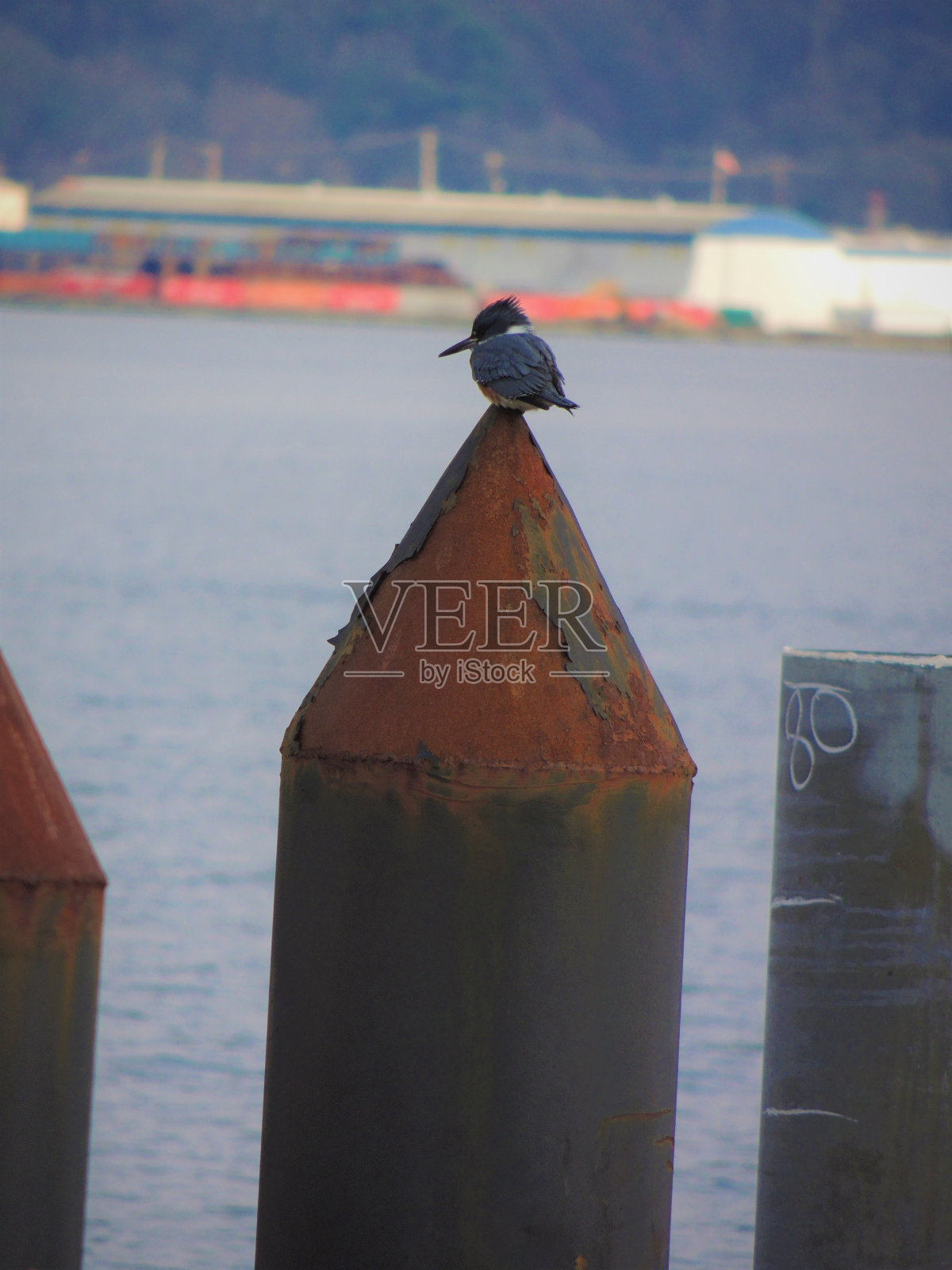 腰带翠鸟照片摄影图片