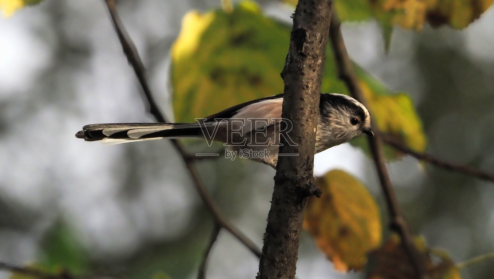 躲猫猫照片摄影图片