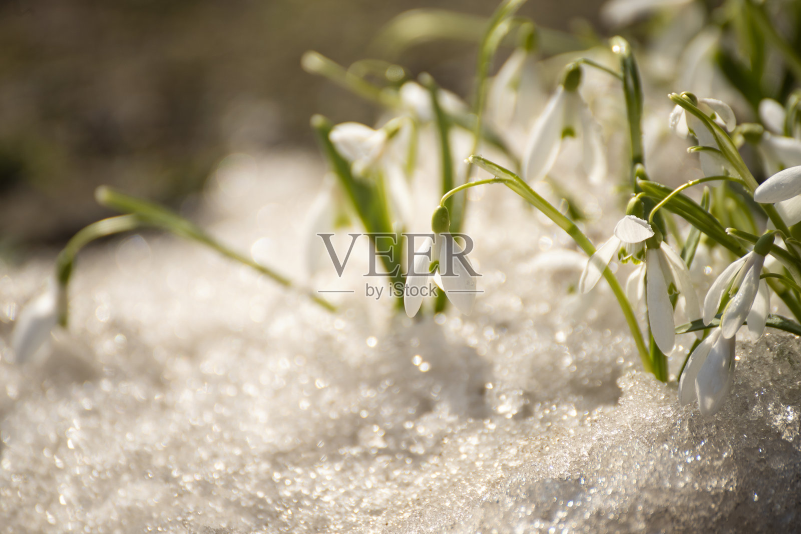 春天的第一朵花，樱草花和雪花莲在融化的雪里。照片摄影图片