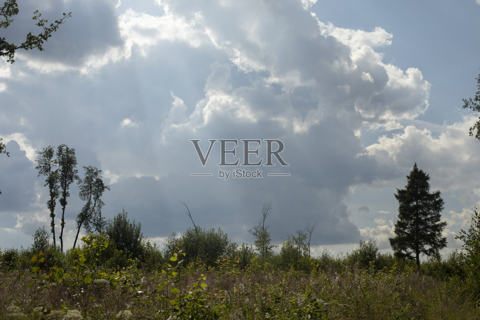 夏季自然景观。大油田。乌云笼罩着森林。照片摄影图片