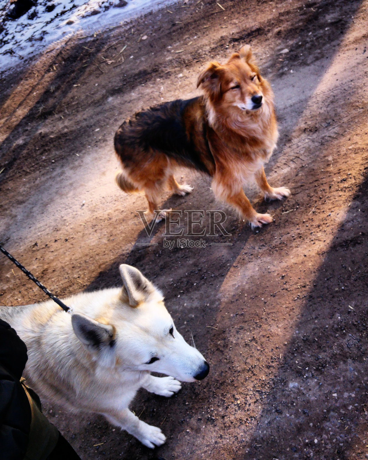 狗照片摄影图片