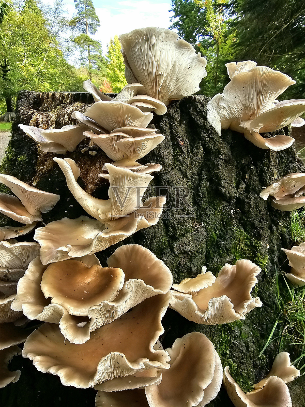 长在树桩上的真菌照片摄影图片