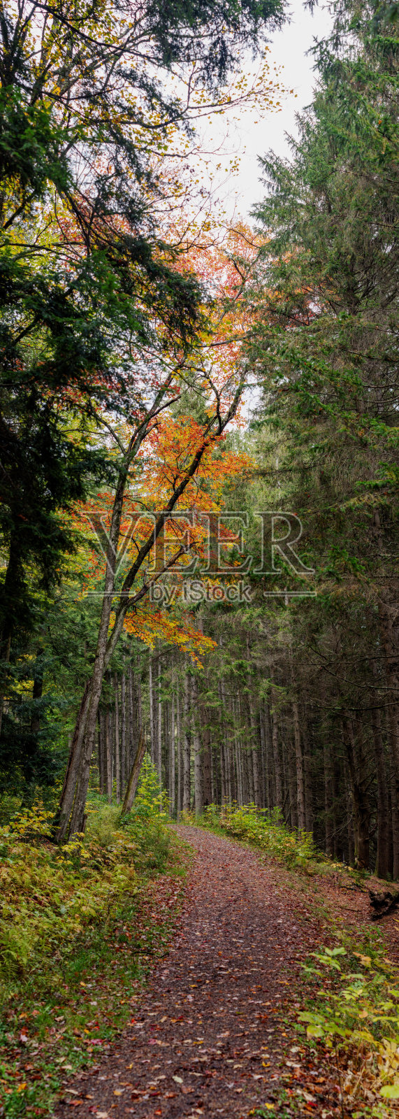 玛丽拉水库垂直全景布拉德福德县公园在阴天的秋天，山湖，恶劣的天气照片摄影图片