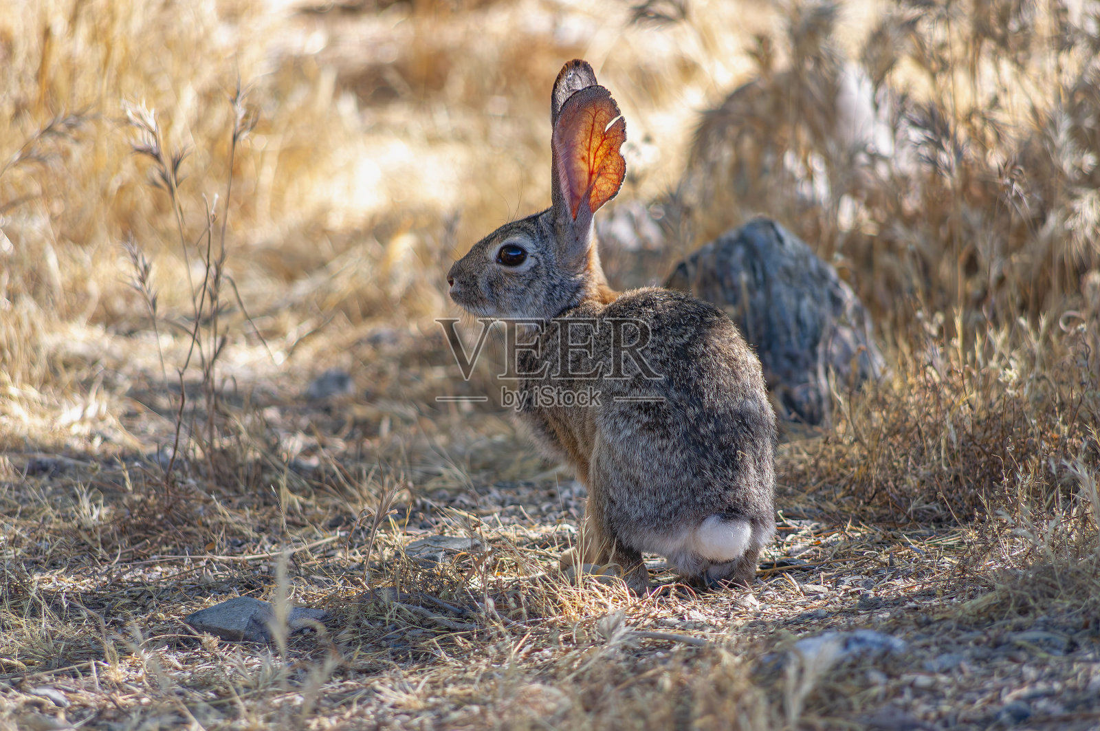 索诺兰沙漠中的沙漠棉尾兔照片摄影图片