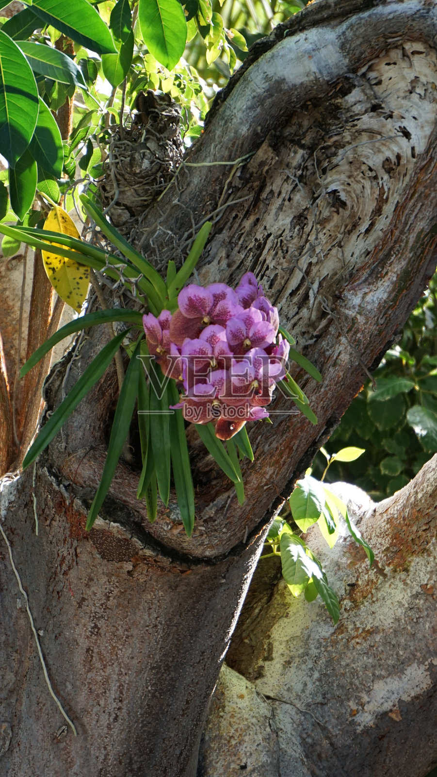 天然兰花植物。照片摄影图片
