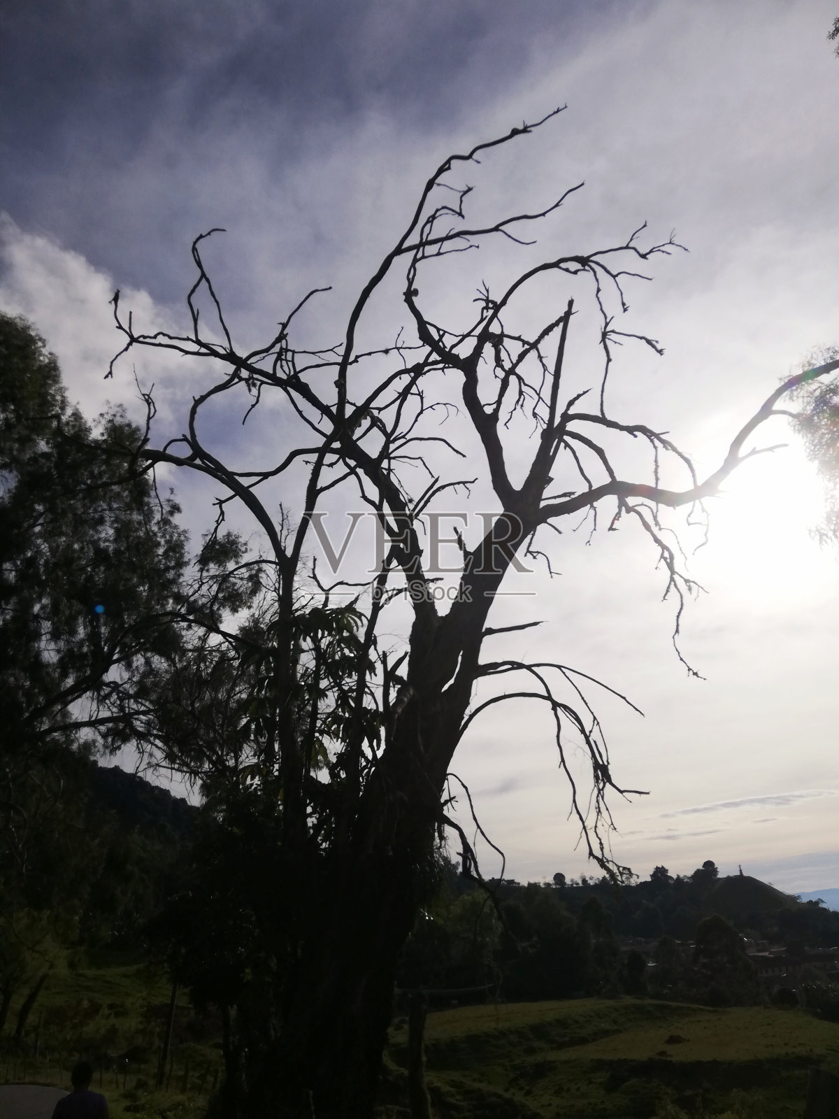 黎明的枯树。照片摄影图片