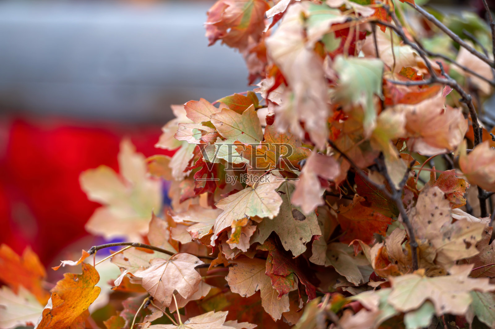 树枝上有红色的浆果，背景是秋天的树叶。秋天的背景。照片摄影图片