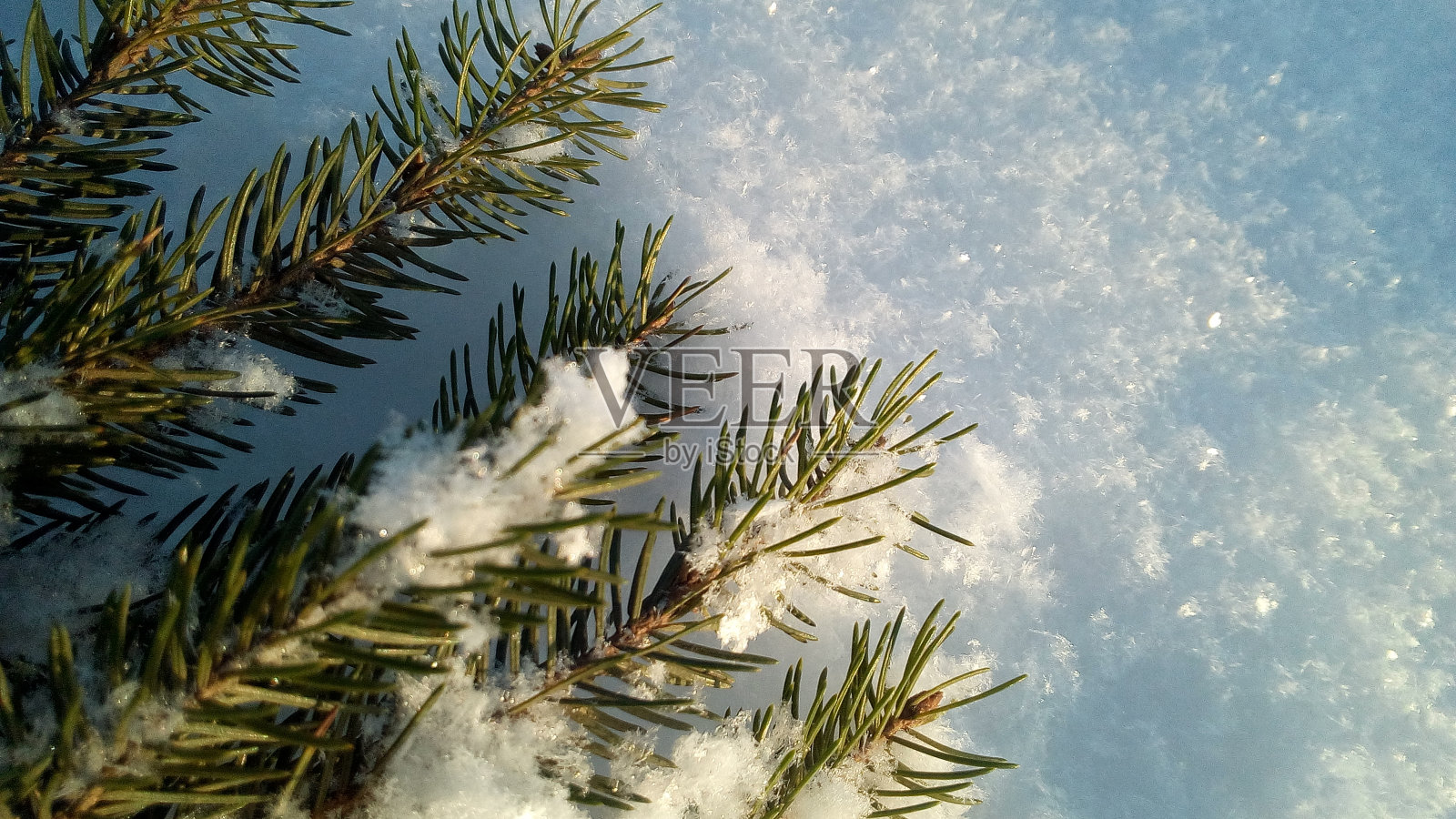 松枝上的雪花，圣诞的背景照片摄影图片