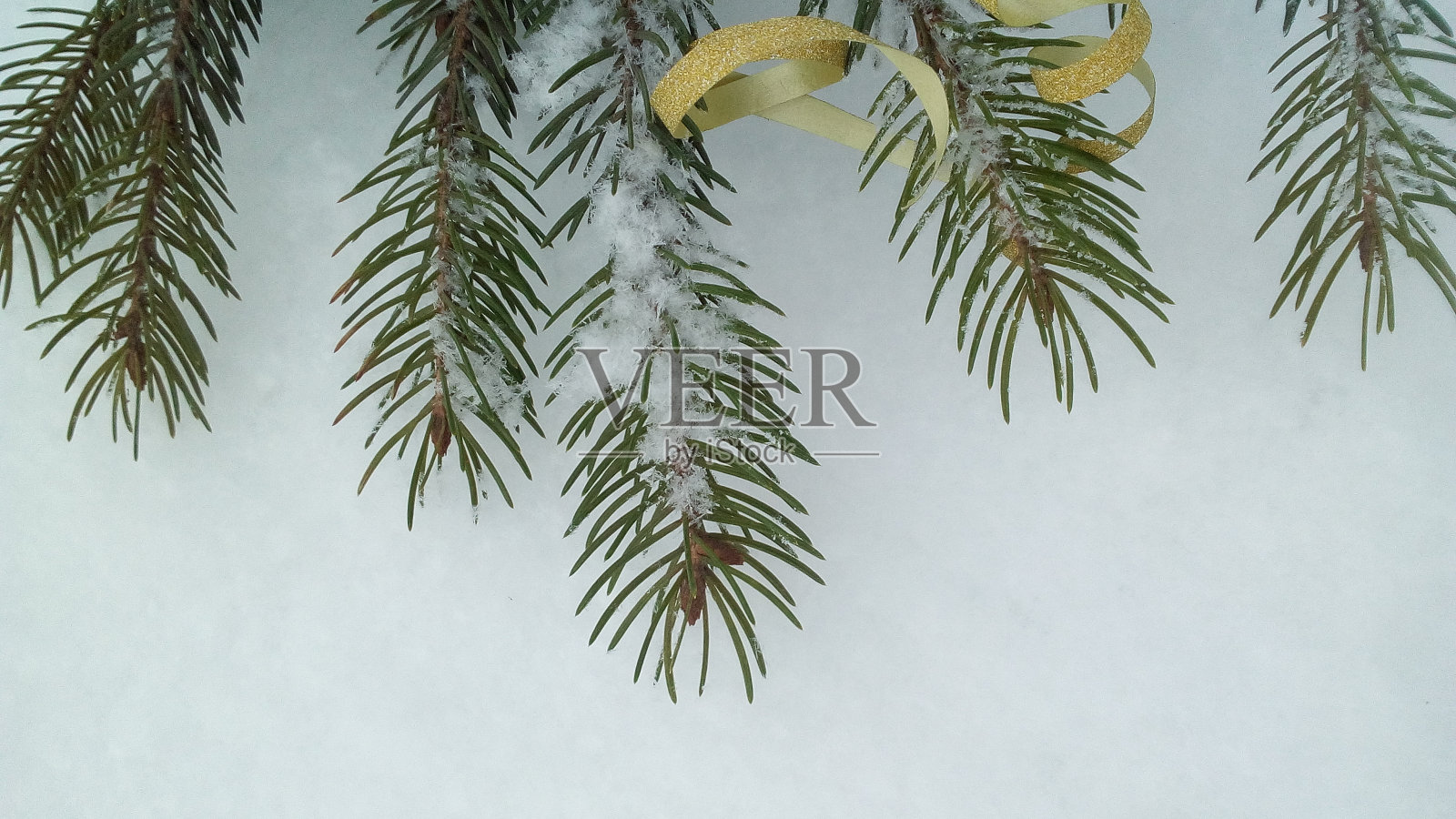 一根圣诞针叶树树枝在白色的背景上覆盖着霜和雪照片摄影图片