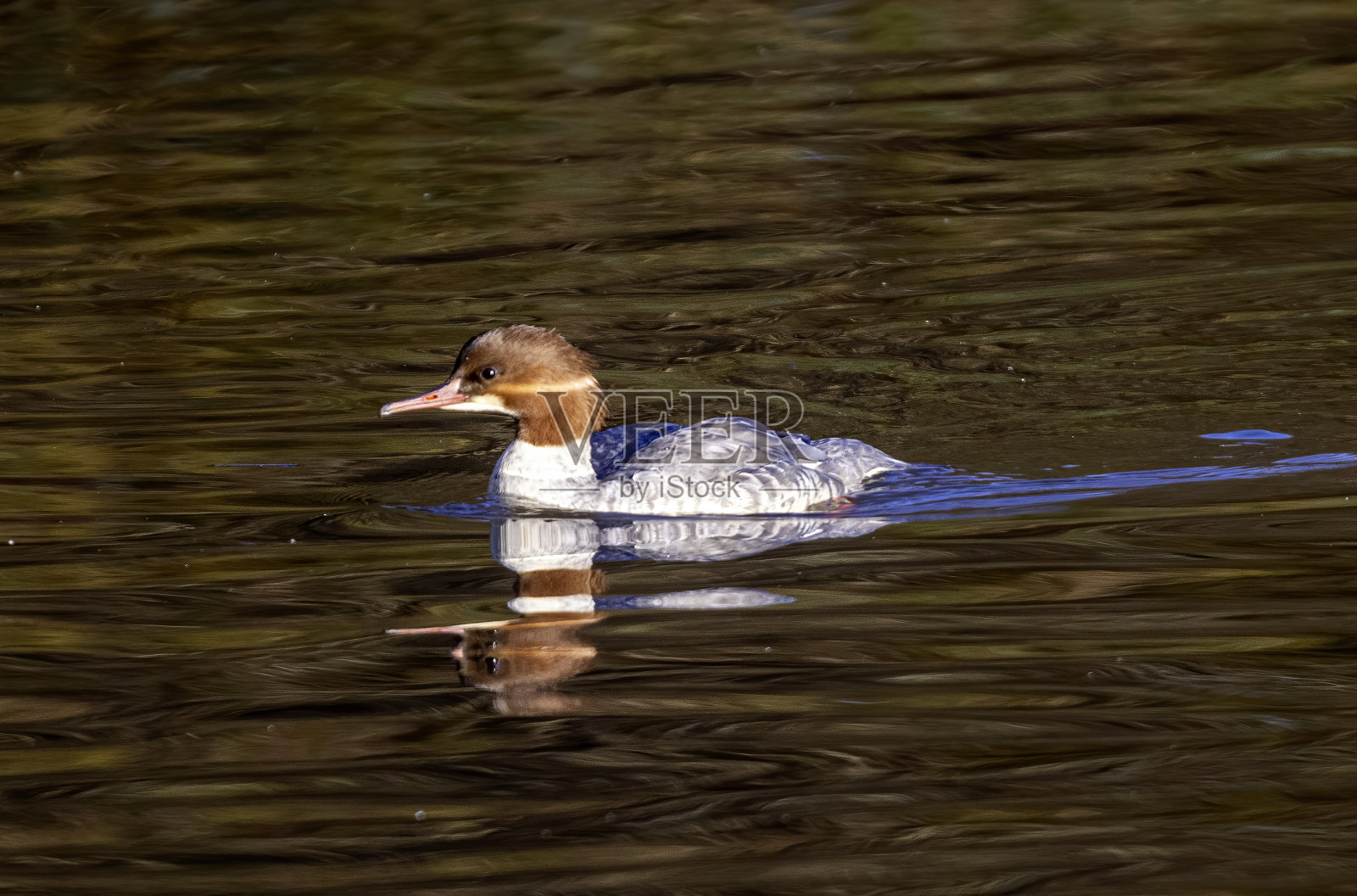 秋沙鸭照片摄影图片