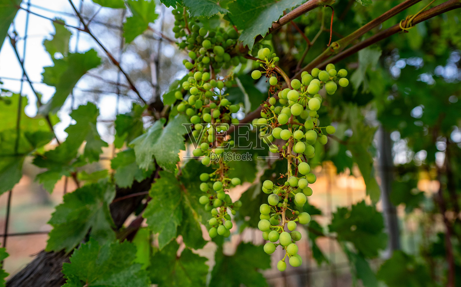 绿色的葡萄串在花园里生长。照片摄影图片