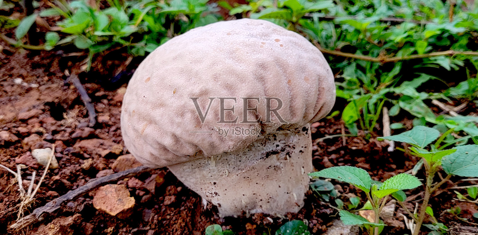 大脑蘑菇照片摄影图片