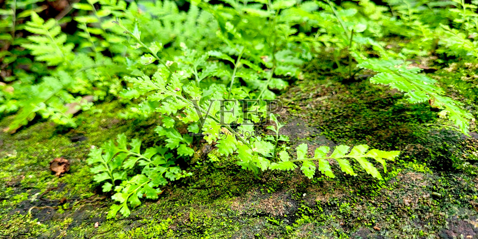 绿色的大自然照片摄影图片