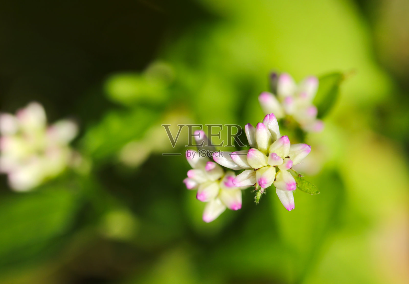 可爱的白色花头水辣椒(Mizosoba, Polygonum thunbergii)。自然特写微距照片)照片摄影图片