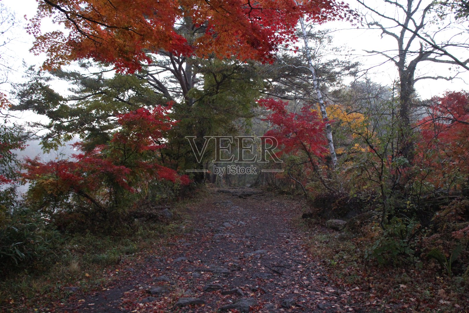 日本福岛浦坂台Goshikinuma的清晨徒步路线照片摄影图片