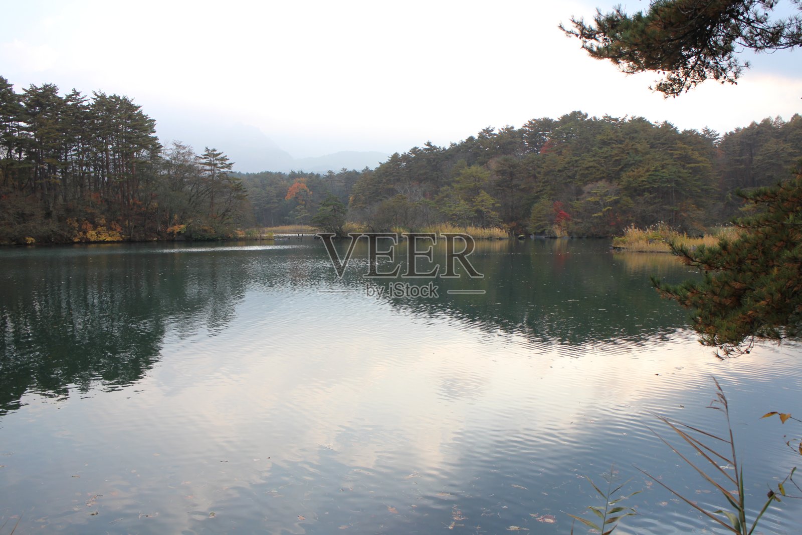 日本福岛浦坂台五色沼的比沙门沼池景和秋叶照片摄影图片