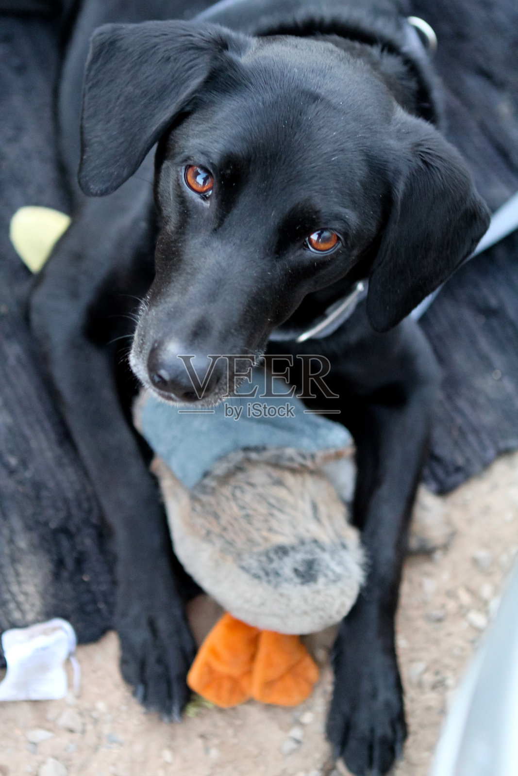 黑色的救援犬抱着它的鸭子玩具照片摄影图片