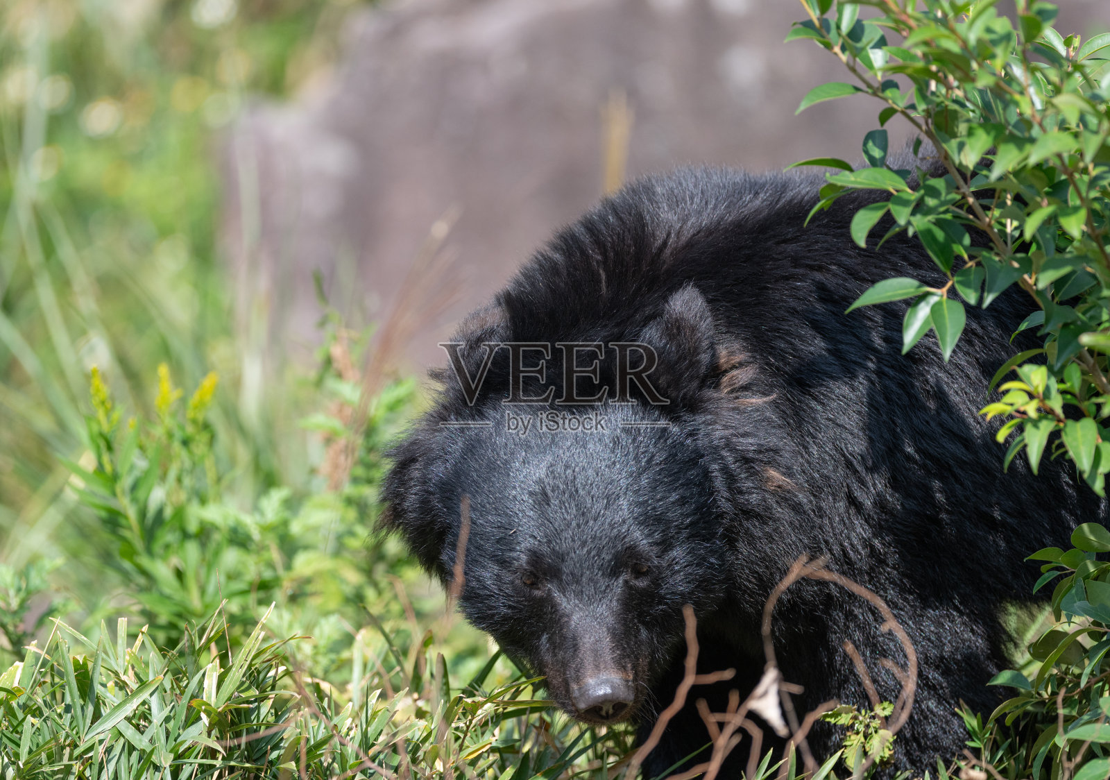 亚洲黑熊照片摄影图片