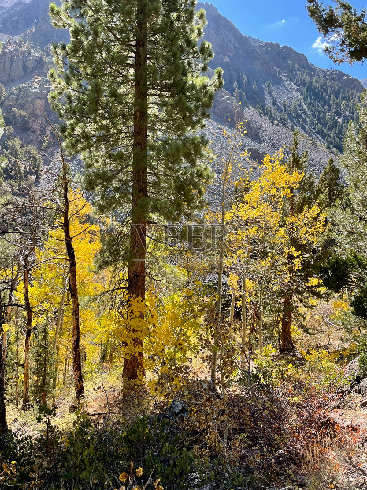 阳光明媚的日子里，金黄色和橙色的白杨树和树叶照片摄影图片