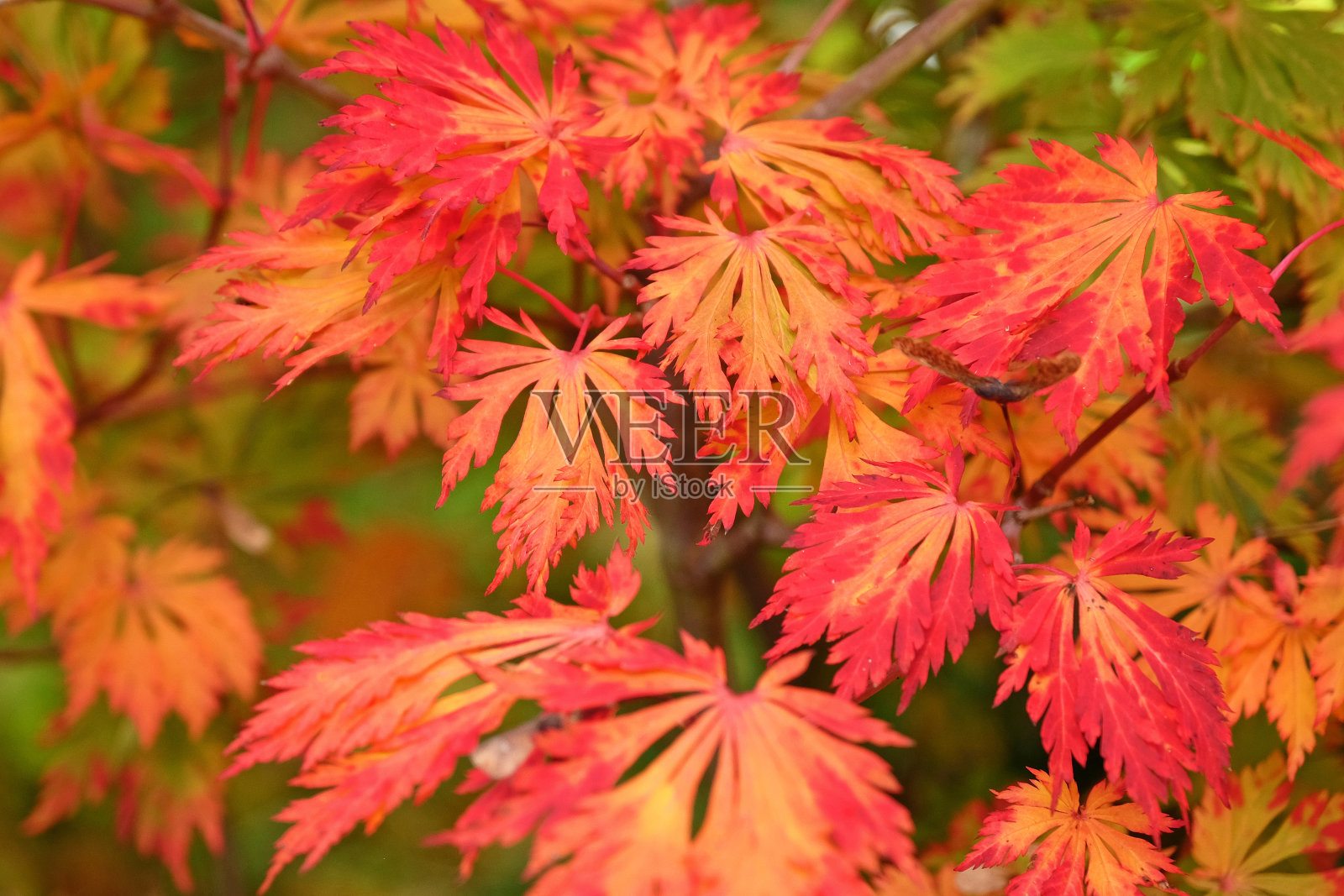 红色和橙色的秋叶，也被称为满月枫或毛茸茸的日本枫，在秋天展示。照片摄影图片