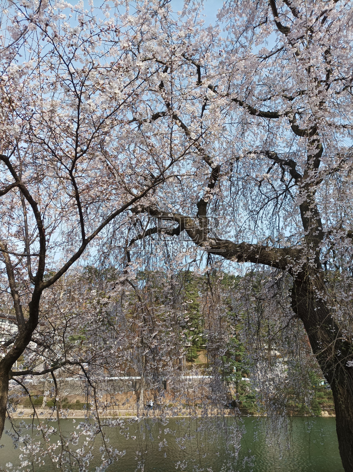 日本长野县美丽的樱花和河流照片摄影图片