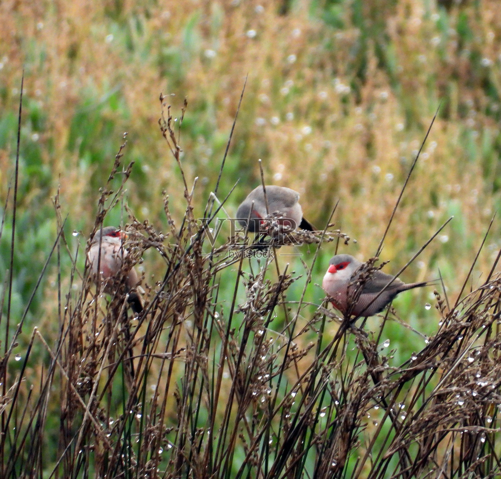 非洲 Common梅花雀照片摄影图片