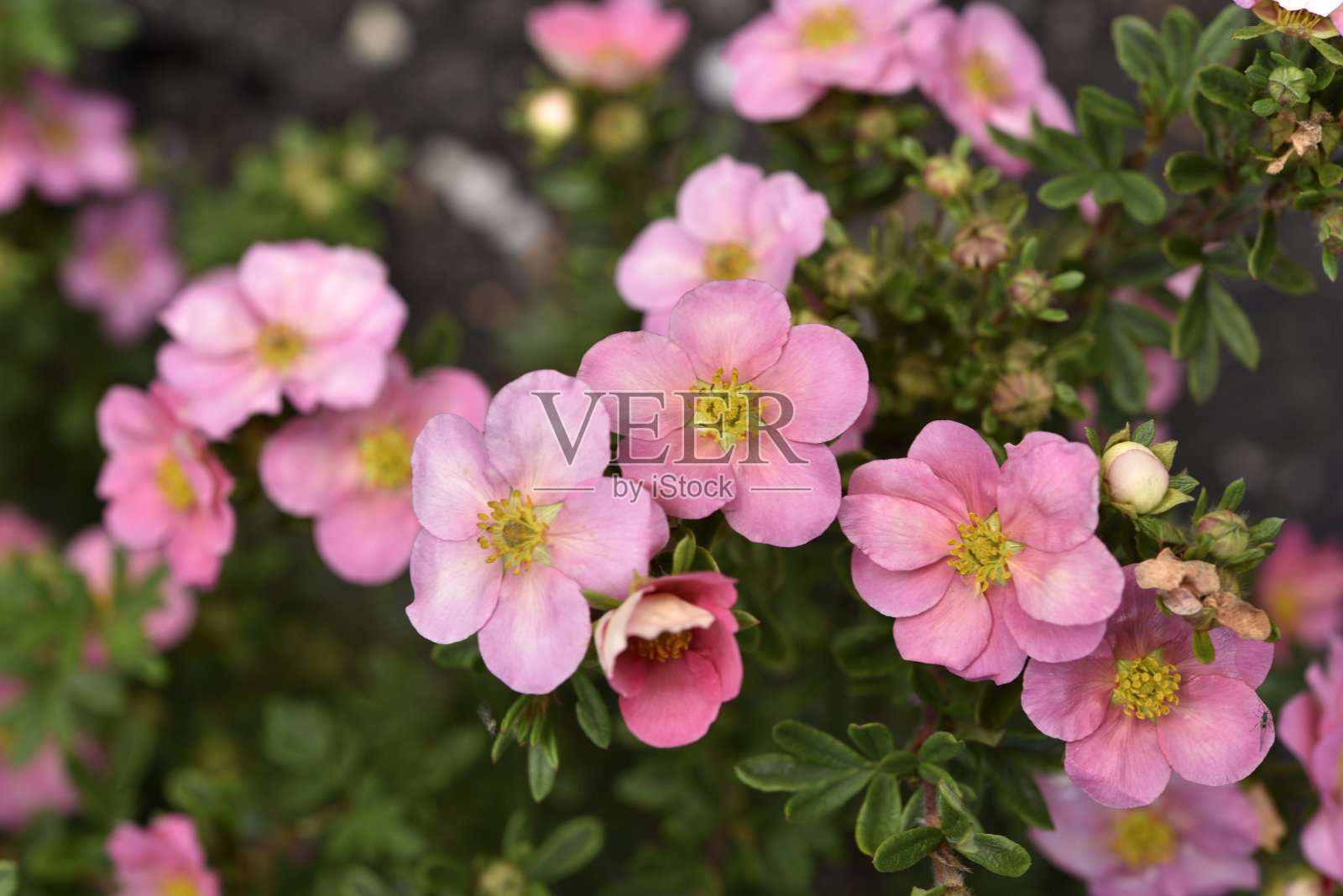 美丽的粉红色蕨花在绿色的灌木上。蔷薇科的小红花。照片摄影图片