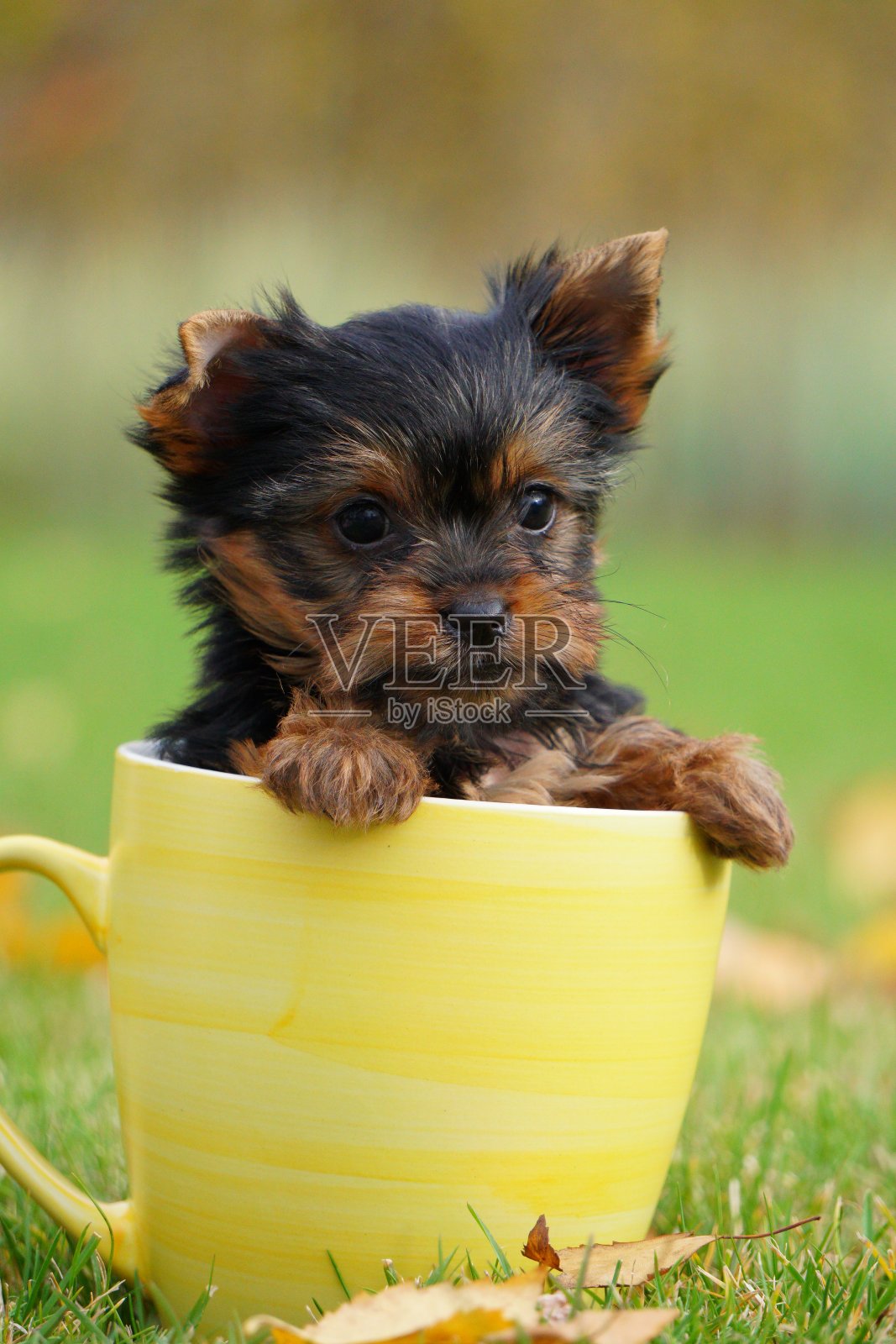一只约克夏小猎犬坐在绿色草坪上的黄色杯子里。有趣好玩的小狗。家养宠物照片摄影图片