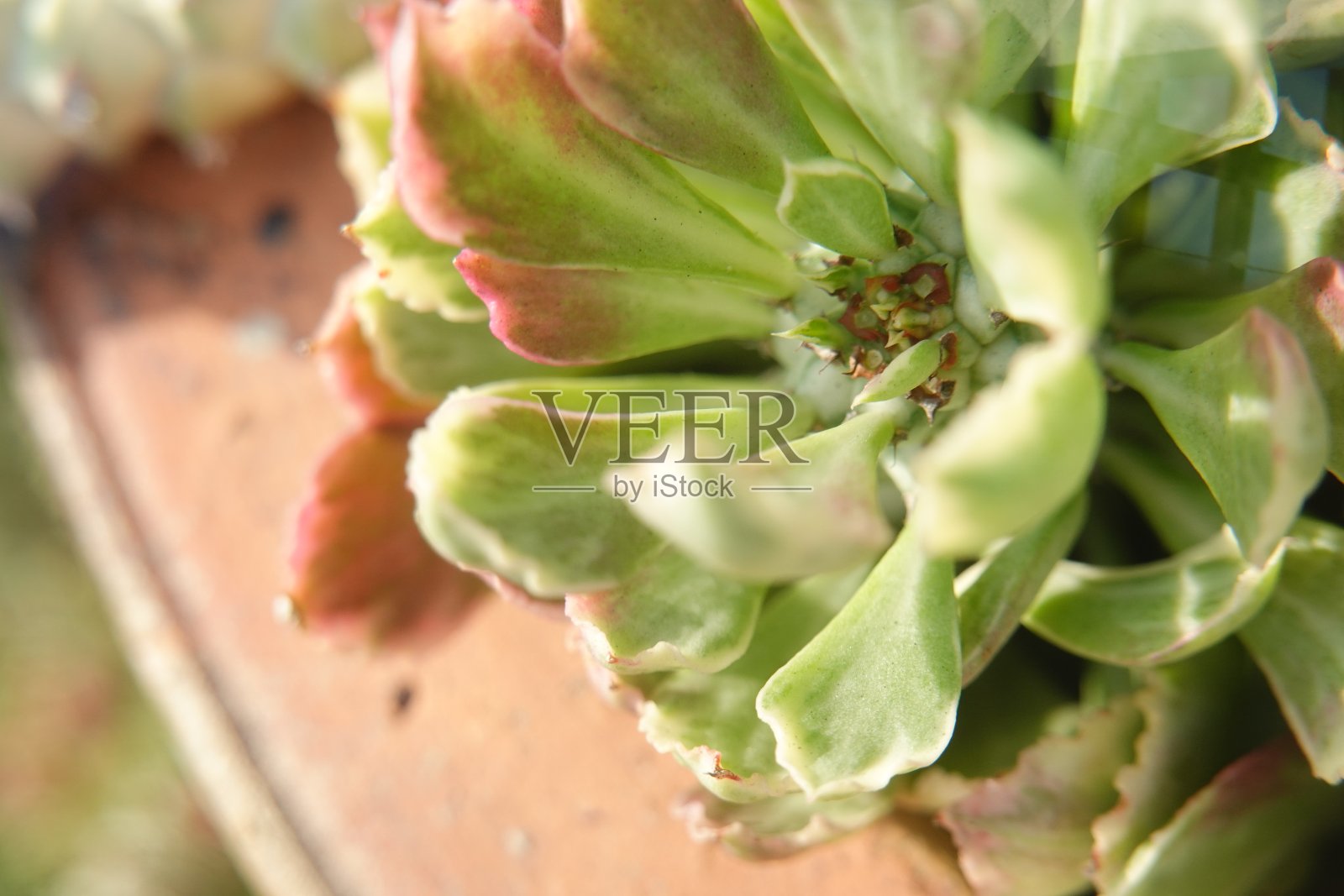 多肉植物的模糊背景，选择性聚焦，软聚焦照片摄影图片