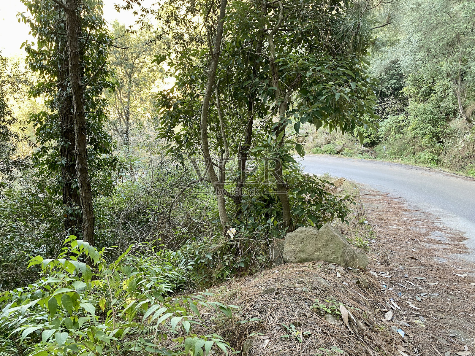 森林之路照片摄影图片