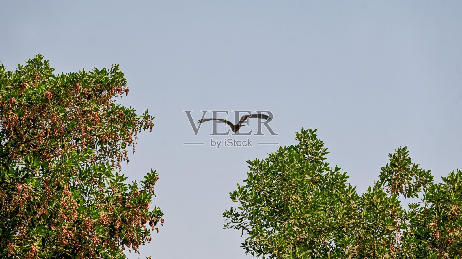 鹰在天空，风景摄影照片摄影图片