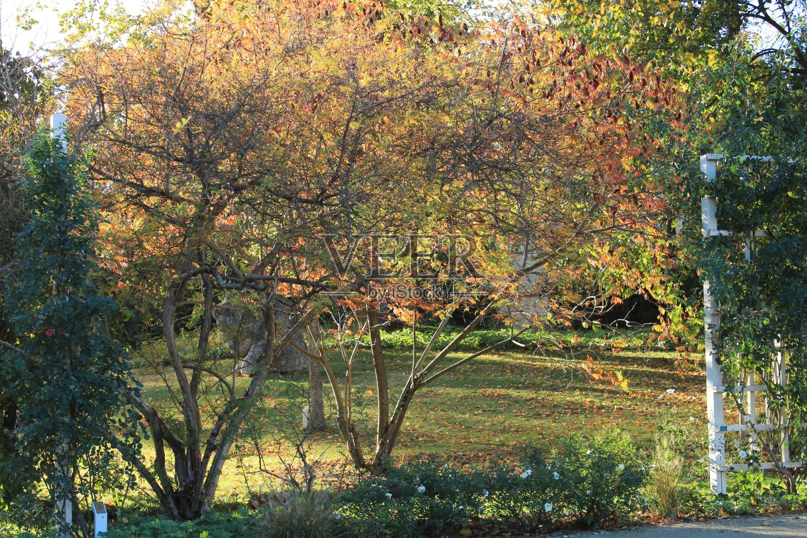 秋天的公园照片摄影图片