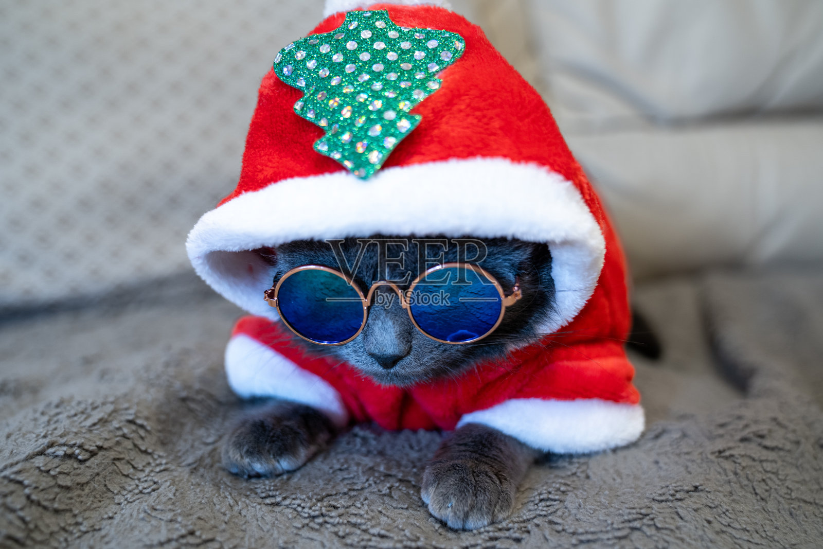 灰色可爱的猫穿着圣诞老人的服装，带着圣诞树和太阳镜坐在家里的沙发上。绿色热带圣诞节。节日快乐，新年快乐。家的舒适和庆祝。照片摄影图片