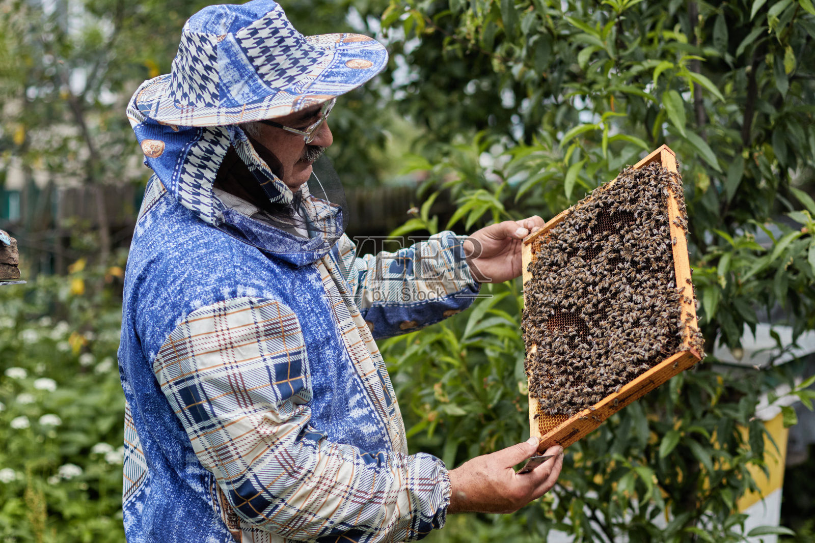 养蜂人从蜂箱中取出框架。夏天在养蜂场工作。照片摄影图片