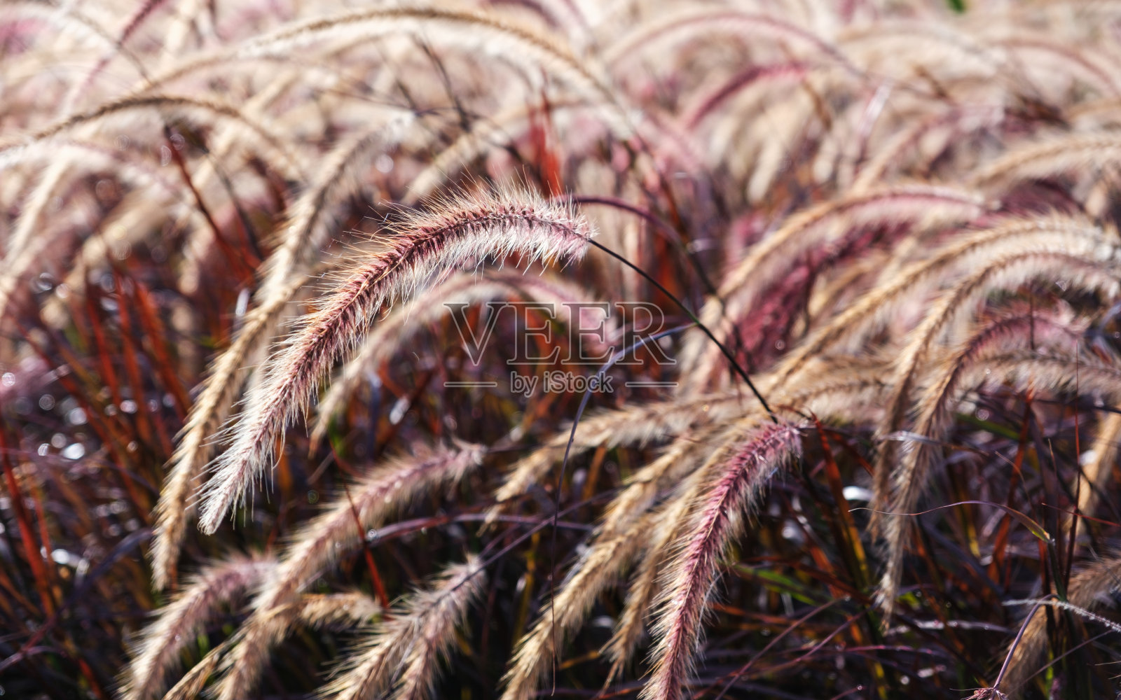 田野里白色、紫色和粉红色的禾本科或使命草的特写图像照片摄影图片