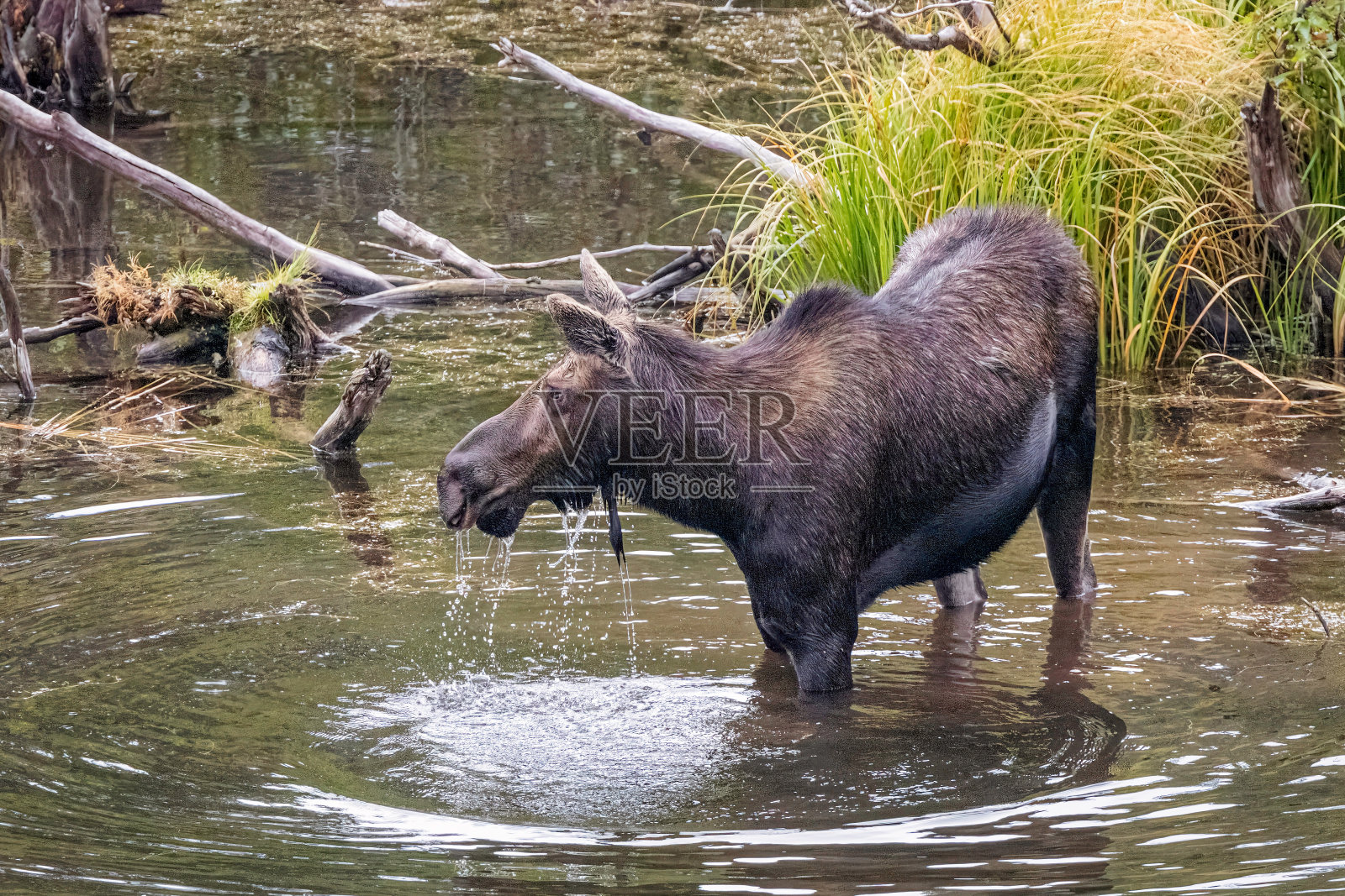 驼鹿站在池塘里照片摄影图片
