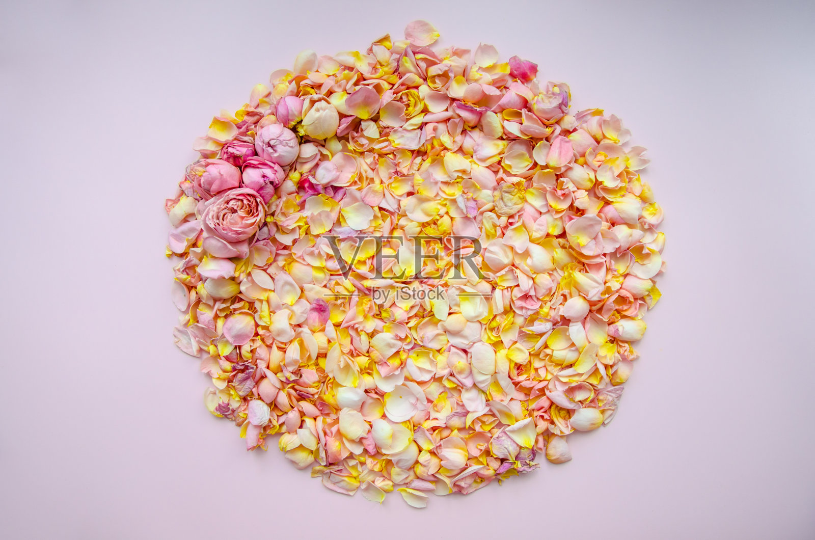 圆形玫瑰花瓣和花蕾布局在粉红色的背景。情人节，爱情概念，天然化妆品，植物背景。副本的空间。卡的设计。广告空间。照片摄影图片