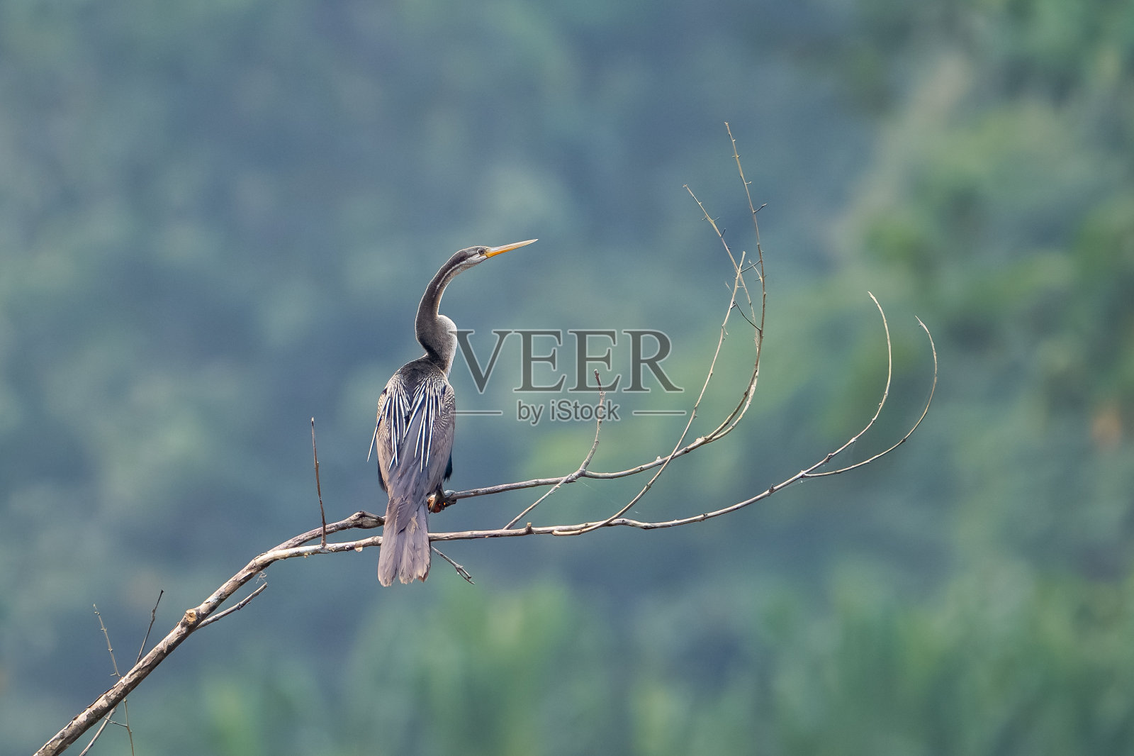 凤蝶(凤蝶)，有时被称为蛇鸟、鲷鱼、美洲鲷鱼或水火鸡照片摄影图片