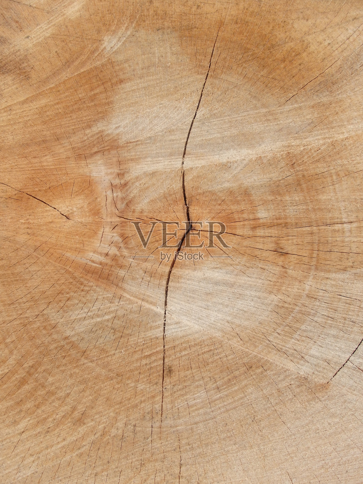 一个树桩的横截面特写，显示老化的圆圈照片摄影图片