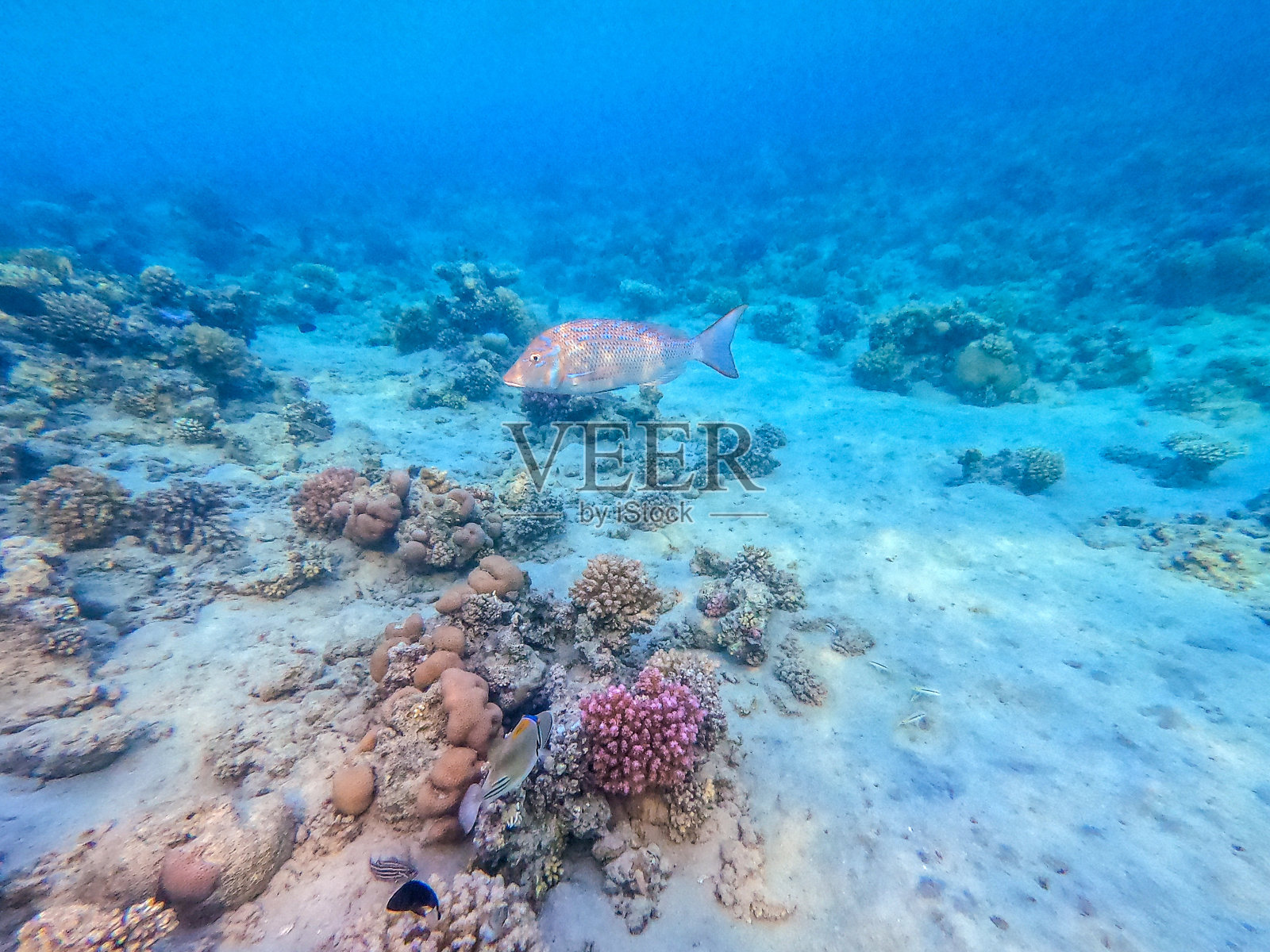 在埃及红海的珊瑚礁上，闪闪发光的帝王鱼(Lethrinus Nebulosus)。照片摄影图片