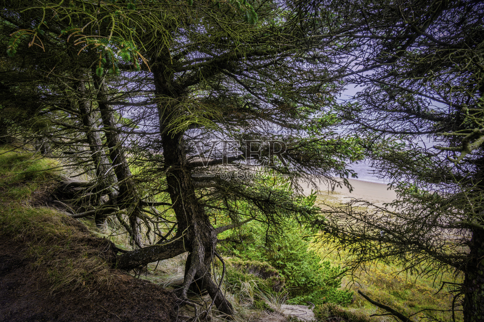 丹麦esbjerg Marbaek森林种植园的小步道上的沙子中的根照片摄影图片