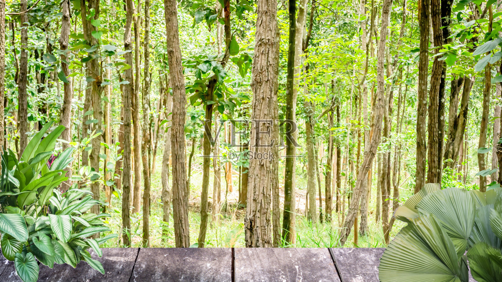 热带森林中的一张木桌，沐浴着温暖的晨光。照片摄影图片