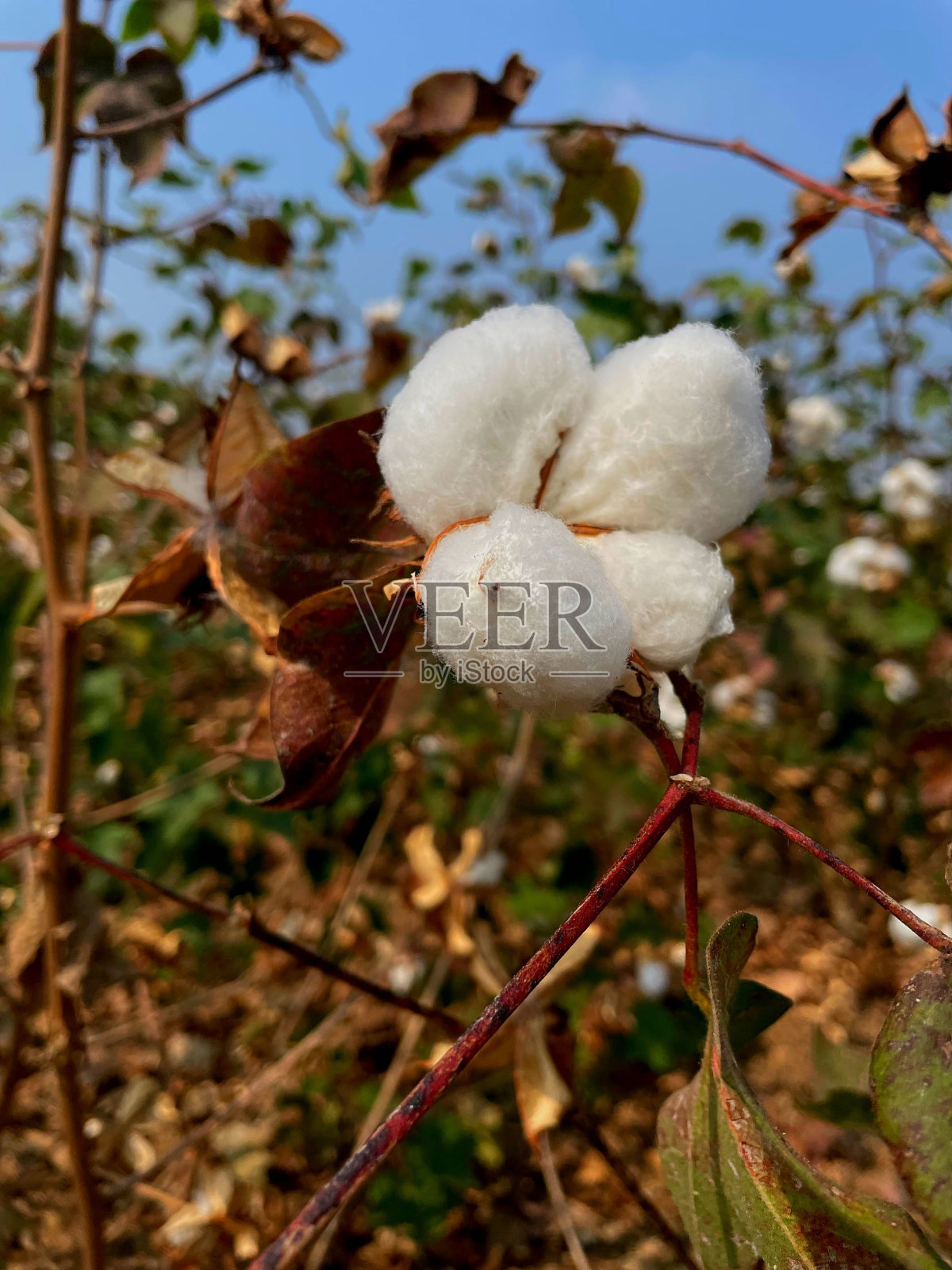 棉花种植照片摄影图片